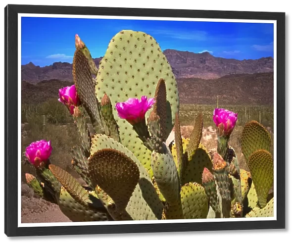 Close up of Prickly Pear Cactus in Bloom