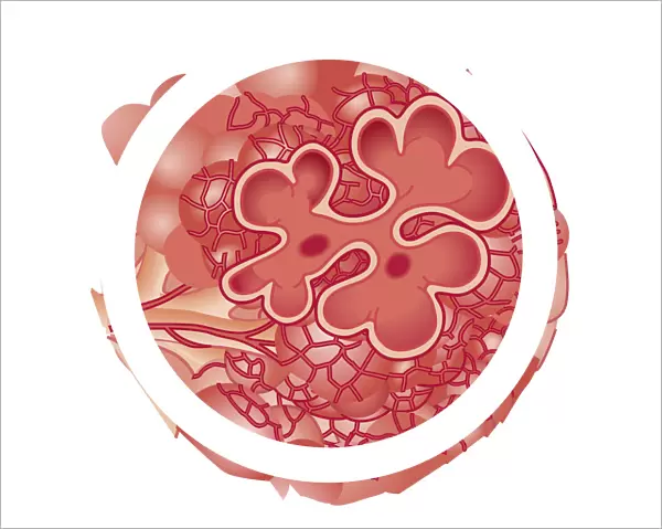 Cross section biomedical illustration of alveolus