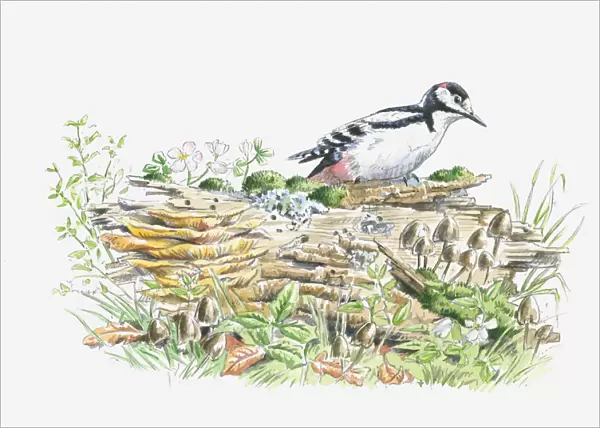 Illustration of Great Spotted Woodpecker (Dendrocopos major) on decaying log looking for insects to feed on