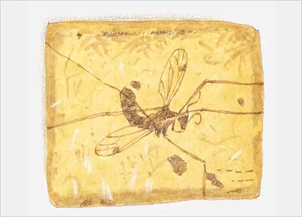 Illustration of insect in amber