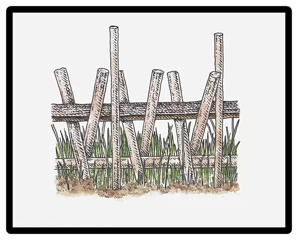 Illustration of ancient raised walkway over reed swamps, Sweet Track, Somerset, England