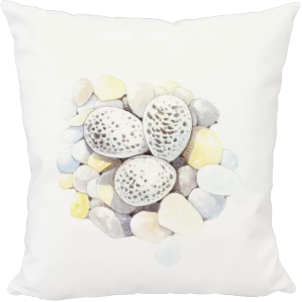 Illustration of speckled Ringed Plover (Charadrius hiaticula) eggs on pebble nest