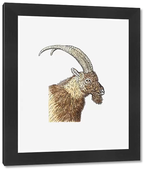 Illustration of Bezoar Ibex (Capra aegagrus aegagrus) head of wild goat in profile showing curved hors