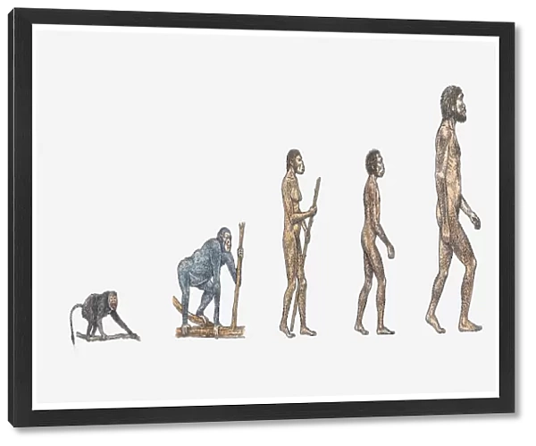 Illustration of evolution of man