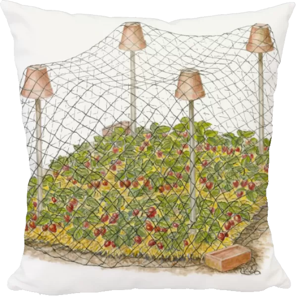 Illustration of plants being protected from birds and rodents by netting