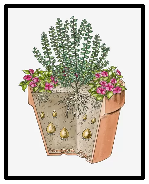 Cross-section illustration of various plants grown in single container