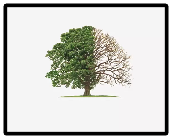 Illustration of Quercus Robur (English Oak) showing shape of tree with and without leaves