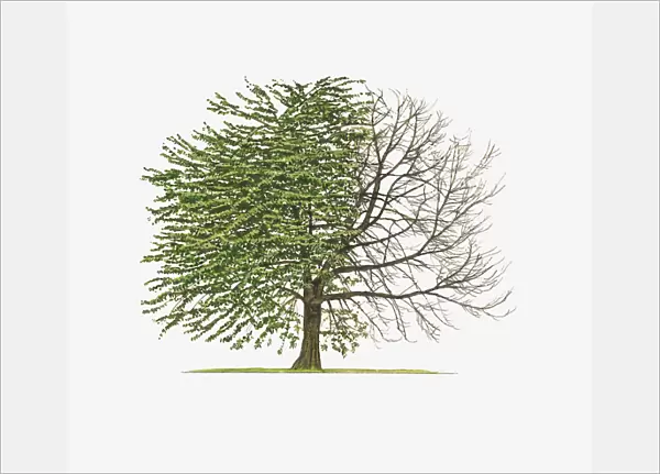 Illustration of Prunus avium Plena (Double Gean) showing shape of tree with and without leaves