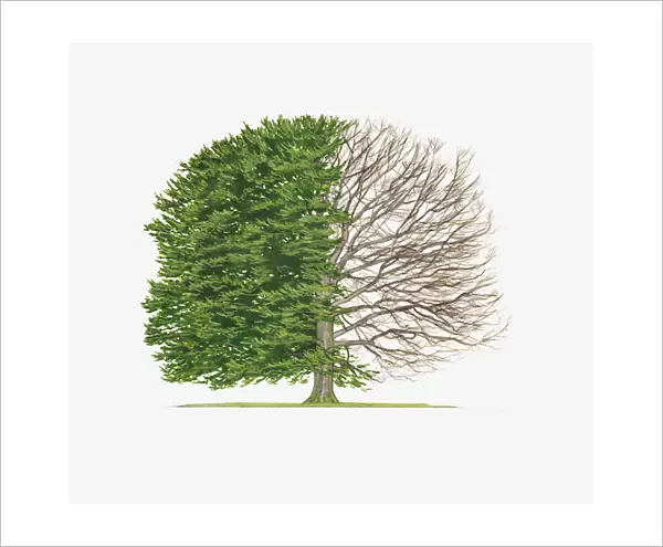 Illustration of Fagus sylvatica (Common Beech) showing shape of tree with and without leaves