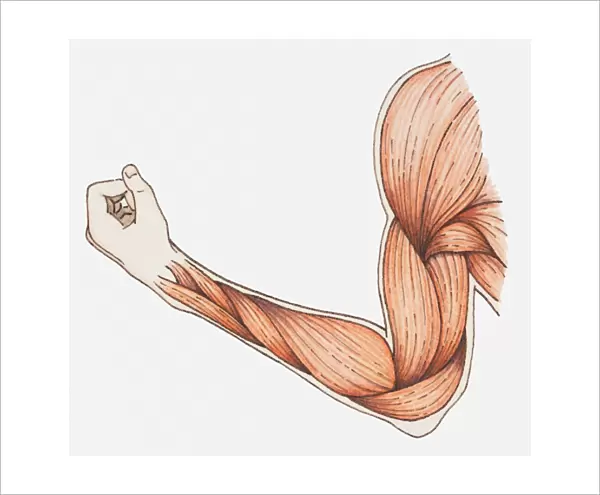 Illustration of flexed muscles in arm