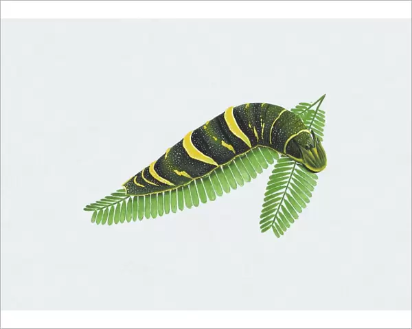 Illustration of Tailed Emperor (Polyura sempronius) caterpillar on green leaf