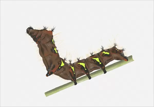 Illustration of Golden Emperor (Loepa Katinka) caterpillar on stem