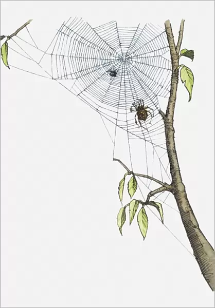 Illustration of spider moving toward fly trapped in web attached to branch