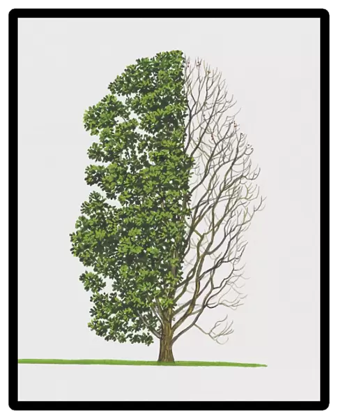 Illustration of Quercus pontica (Armenian Oak) tree with green leaves and bare branches