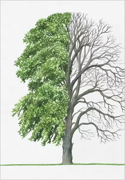 Illustration of green leaves and bare branches of Tilia cordata (Small-leaved Lime)