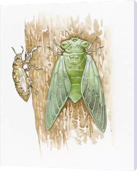 Illustration of green Cicada and brown skin on tree trunk