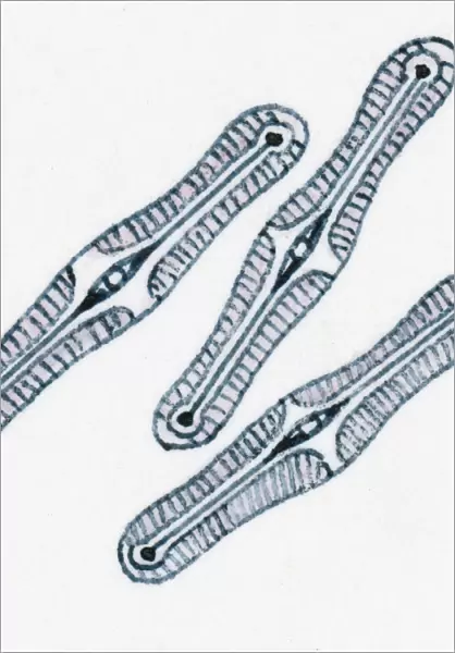 Illustration of diatoms