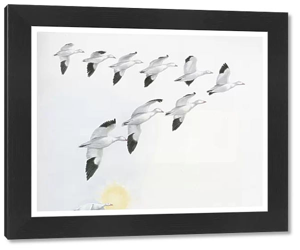 Illustration of V shape migration pattern of flock wild geese with one goose near sun