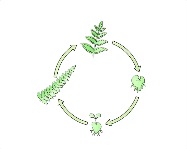 Illustration of lifecylce of fern from seedling to frond