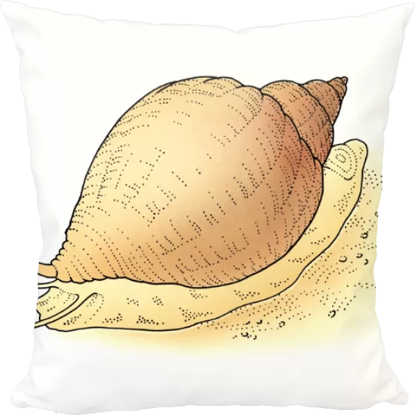 Illustration of snail on sand