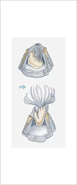 Illustration of acorn barnacle at low tide, keeping upper plates closed over feeding limbs, and covered by tide, with plates open and limbs spread out to feed