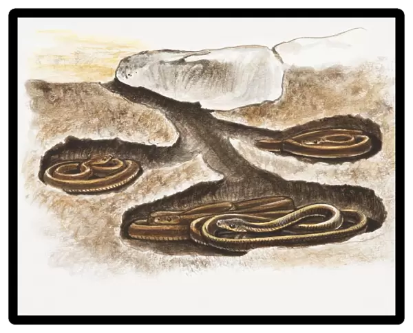 Illustration of snakes hibernating in underground dens