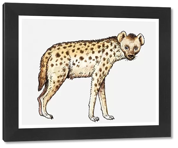 Illustration of a spotted hyena facing forward