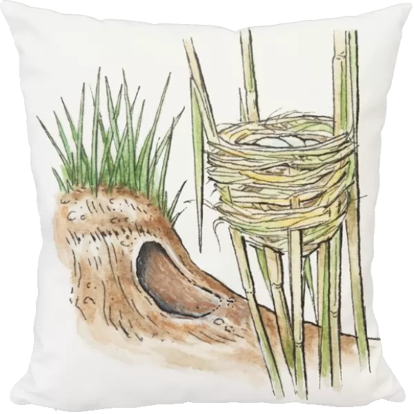 Illustration of two types of animals nests, entrance to a burrow, and a reed warblers nest built between the stems of reed plants