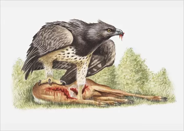 Illustration of a Martial eagle (Polemaetus bellicosus) with a dead antelope