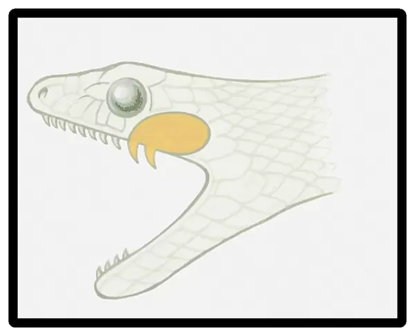 Illustration of a vine snakes head and mouth with poisonous fangs