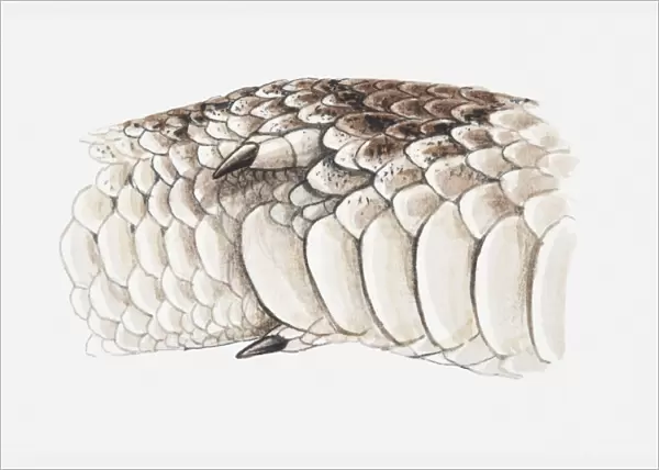 Illustration of a pythons spurs, close-up