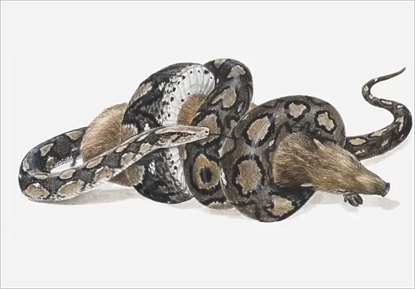Illustration of a Reticulated python (Python reticulatus) coiled around a wild pig