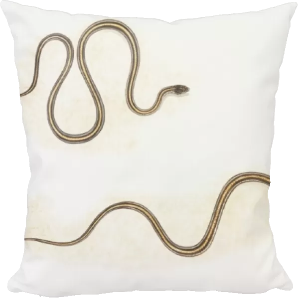 Illustration of snake moving forward by bunching up in loops and then straightening out