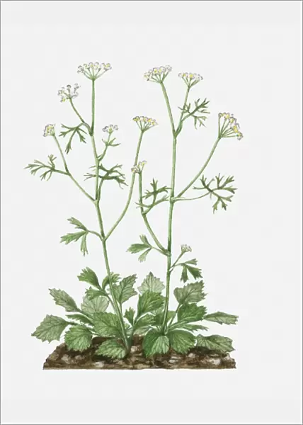 Pimpinella anisum (Aniseed) with white flowers and green leaves on tall stems