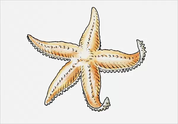 Illustration of a starfish
