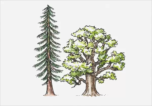 Illustration of coniferous tree and deciduous, broad-leaved tree