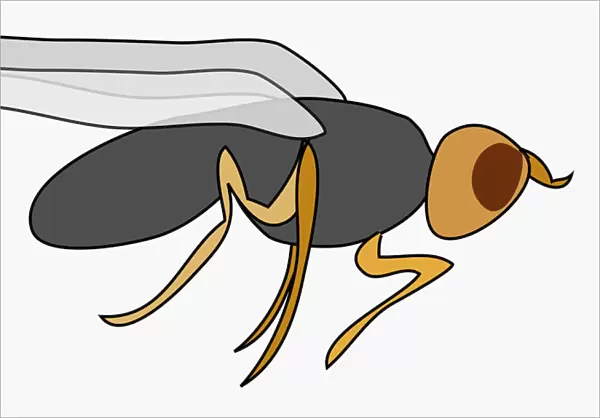 Digital illustration of Carrot Fly