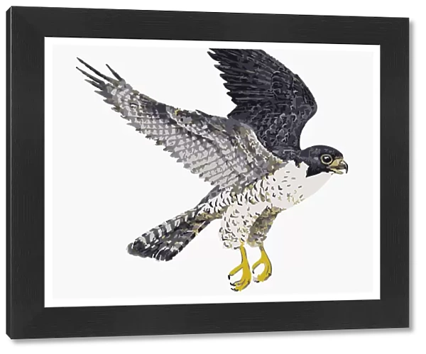 Digital illustration of Peregrine Falcon (Falco peregrinus) in flight