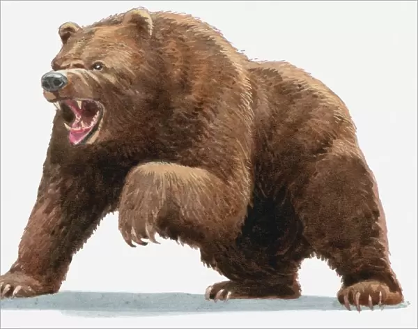 Illustration of a Brown bear (Ursus arctos) roaring
