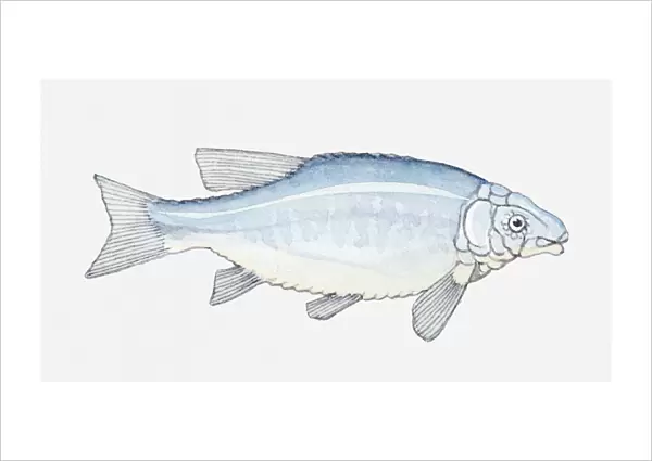 Illustration of a prehistoric fish