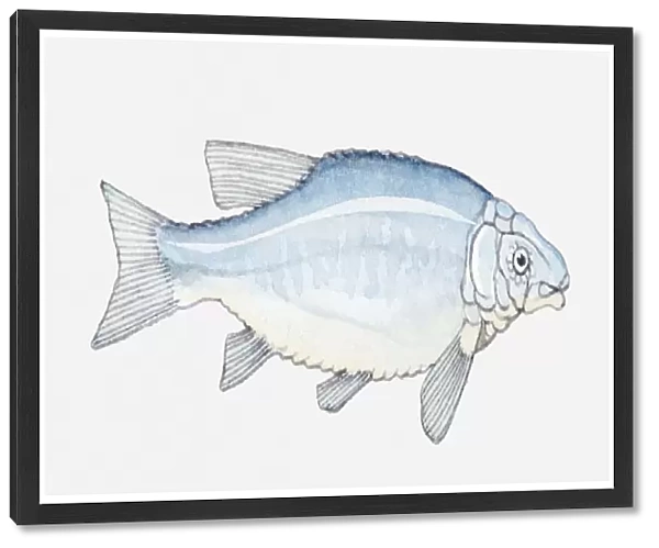 Illustration of a prehistoric fish