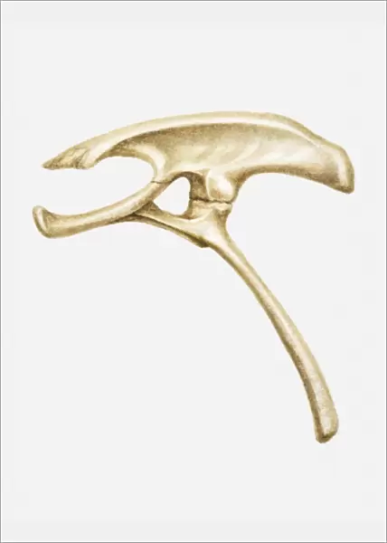 Illustration of the hip bone of a Homalocephale dinosaur, late Cretaceous period