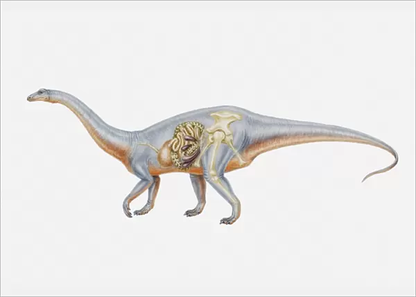Illustration of the internal anatomy of a Riojasaurus, Triassic period