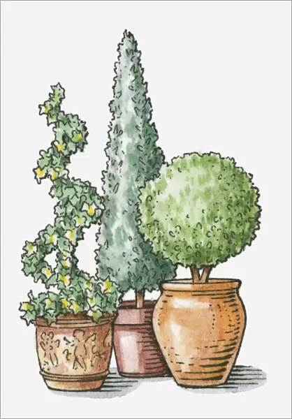 Illustration of topiary plants in terracotta pots