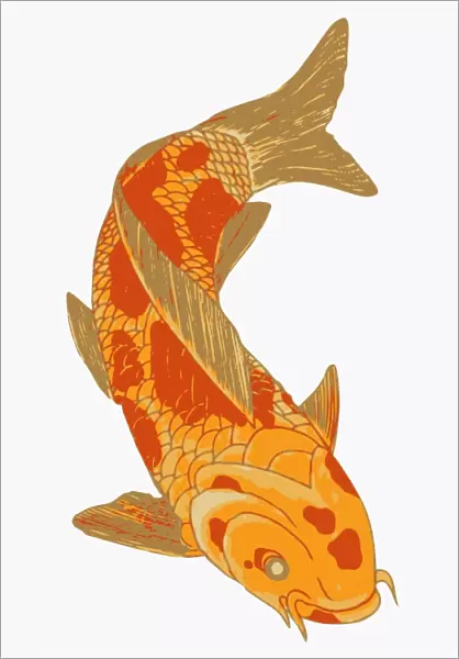 Digital illustration of Koi Carp