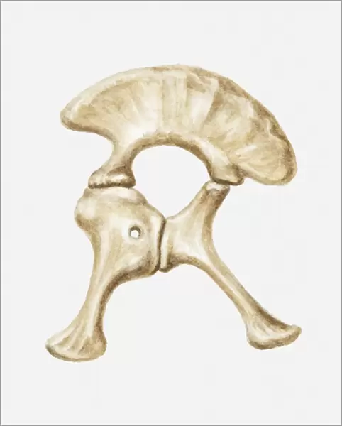 Illustration of the hip bone of a Diplodocus dinosaur, Jurassic period