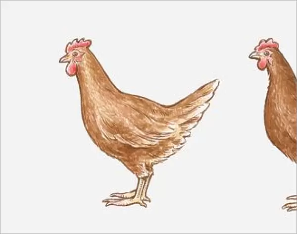 Illustration of Ancona Bantam, Light Sussex, Isa Brown, and Rhode Island Red chickens