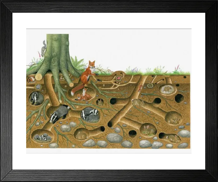 Framed Print : Red Fox and European Badger Burrow System Print Framed Print : Red Fox and European Badger Burrow System Print