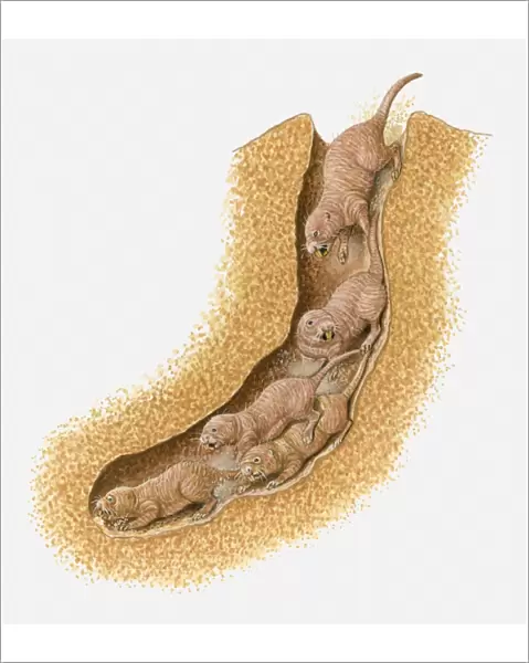 Illustration of Naked Mole Rats (Heterocephalus glaber) inside burrow