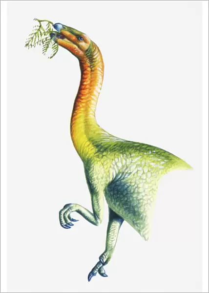 Illustration of a Segnosaurus eating leaves, Cretaceous period